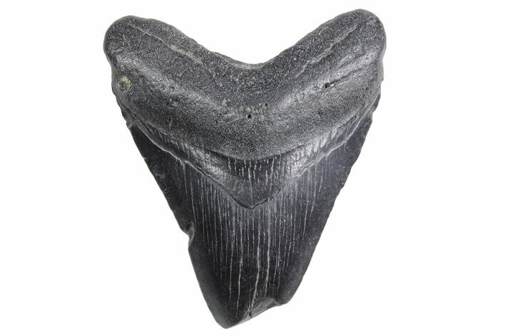 Bargain, Fossil Megalodon Tooth - South Carolina #359007